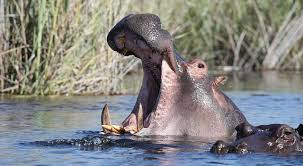 陸上最強の動物カバ Akioblog